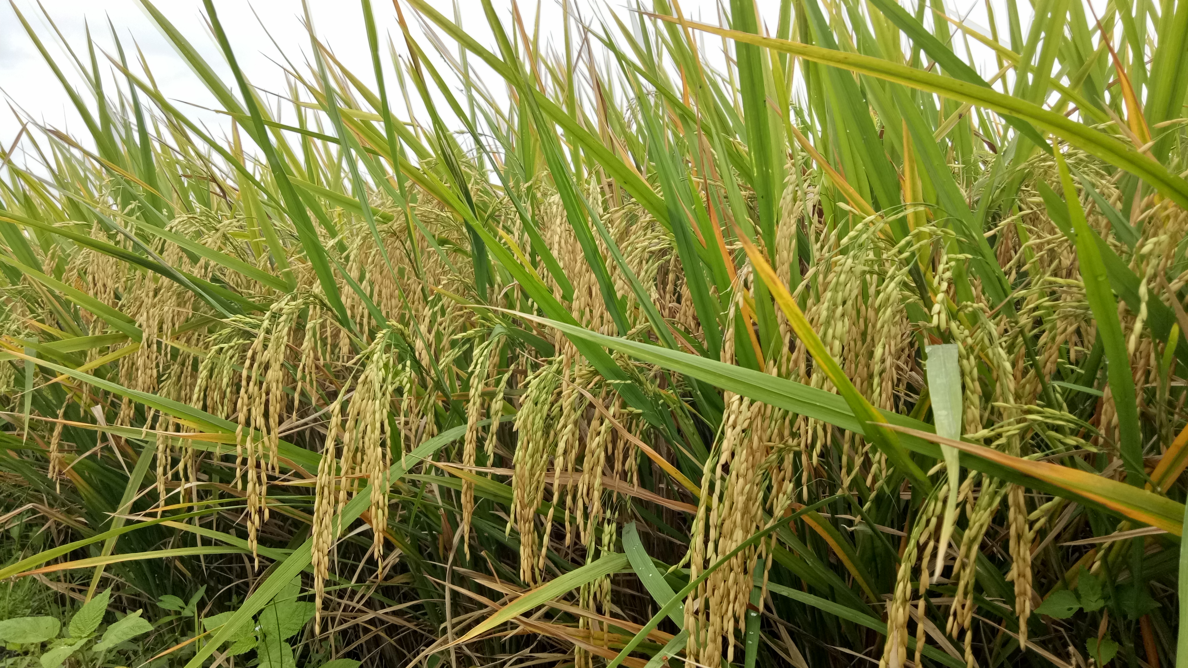 Agricultural field